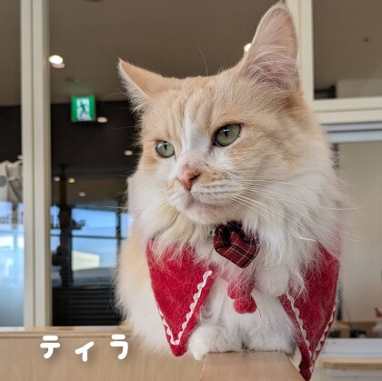 クリスマスイベントの様子をお届けします🎄