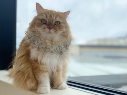 本日お誕生日のネコちゃんをご紹介🎉🐈