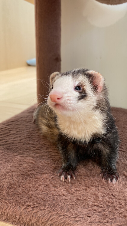 フェレットのマギーちゃん卒業日&お誕生日🎊