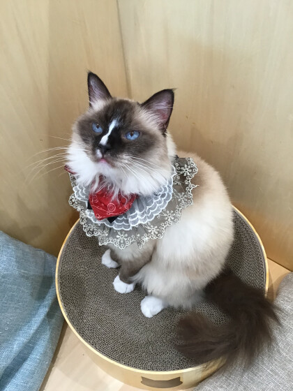 🎂6/25はシャルロッテちゃんのお誕生日✨🌷