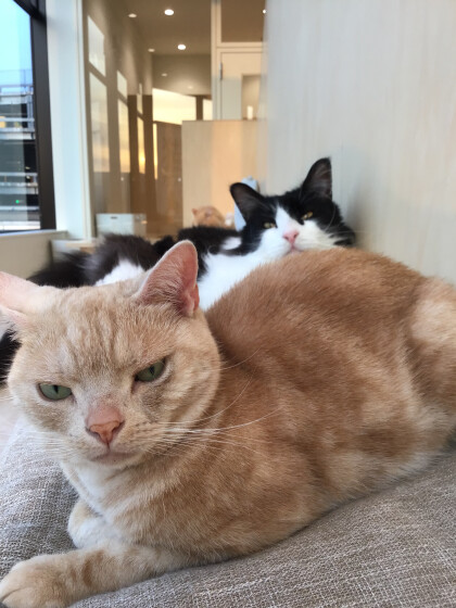 何頭見えるかな？