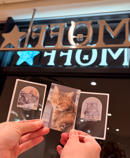 😼MOFFコレクションカード販売中✨