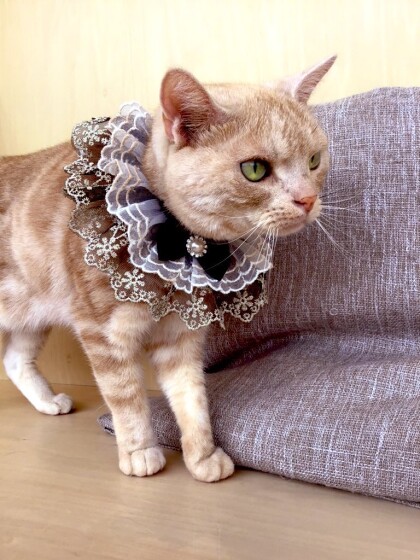 6月23日のお誕生日ネコちゃん🐈