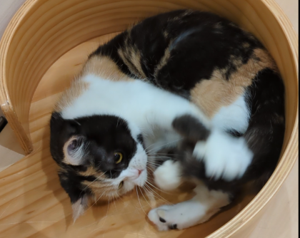 しっぽが気になる！