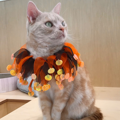 ハロウィンイベント開催中🎃