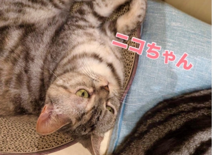 並んでおやすみ🐱
