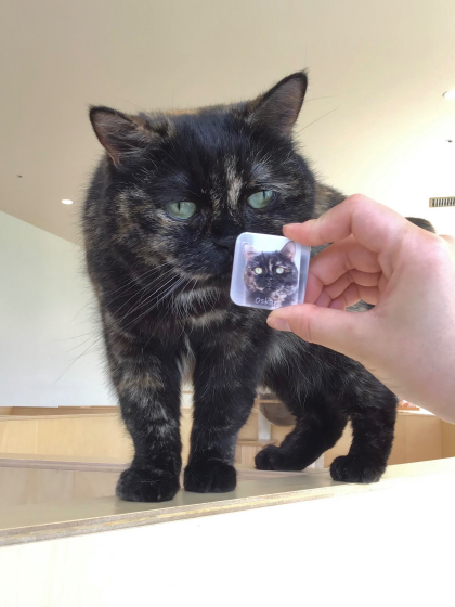 🐱缶バッチSPが新しくなりました✨