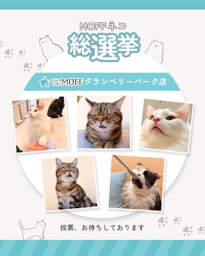 ✨第5回MOFFネコ総選挙✨