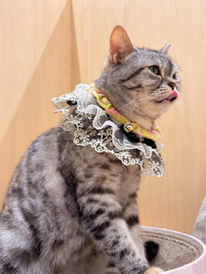 🎂4/29はニコちゃんのお誕生日💐