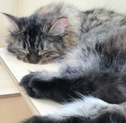 穴から可愛い寝顔💤
