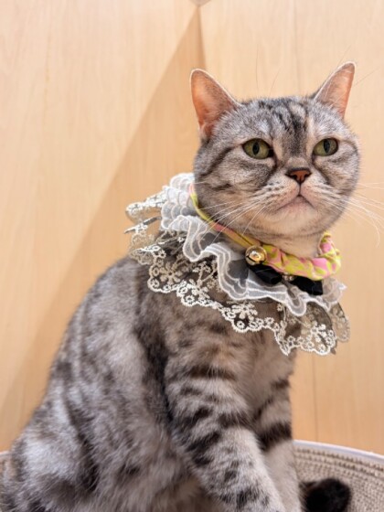 🎂4/29はニコちゃんのお誕生日💐