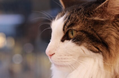 かっこかわいいキング君👑