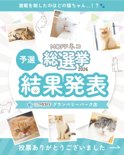 🗳️ネコ総選挙予選の結果✨🐈⬛