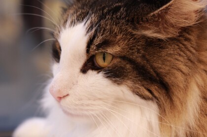 かっこかわいいキング君👑