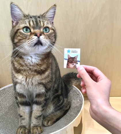 ネコちゃんステッカー配布中🐱🩷