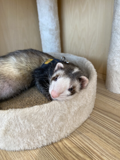 ラテアートが新しくなりました🎉