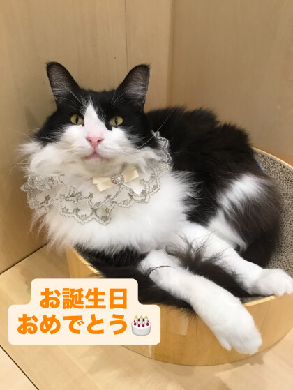 ノリスケくんおめでとう！🎊