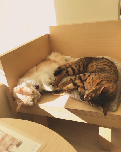 一緒におねんね🛏️