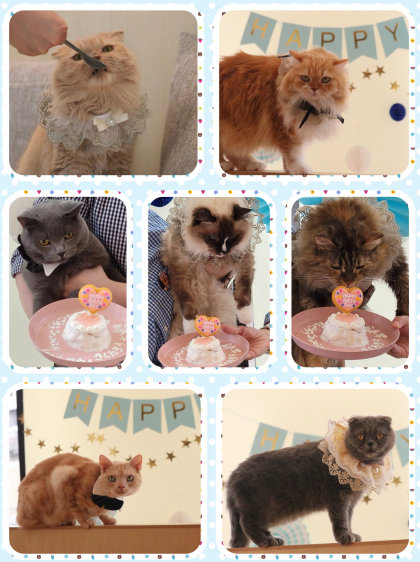 🎉第二回目6月生まれネコちゃんのお誕生日会🎂