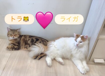 トラくん🐯×ライガくん🐱