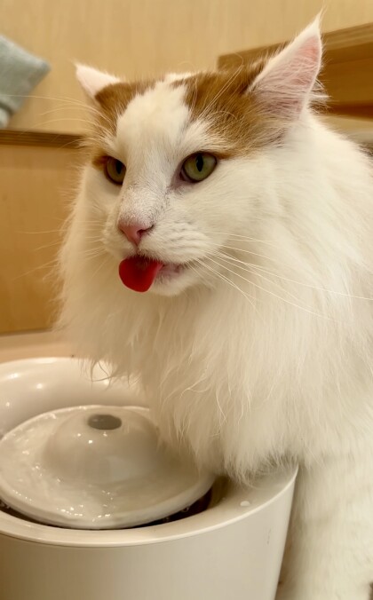 水を飲む時も真剣なライガ君