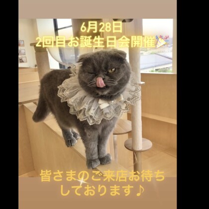 本日は！コウメちゃんのお誕生日です🐱