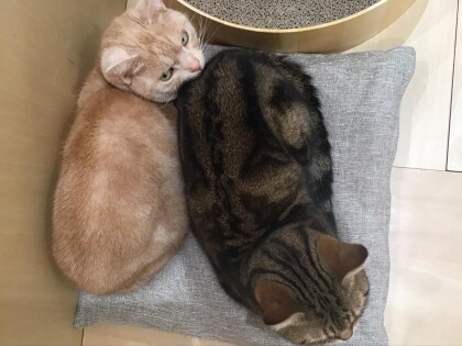 同じ品種で違った毛色🐈