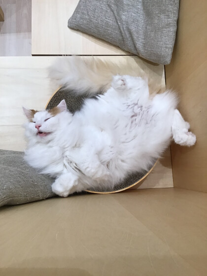 一気見！