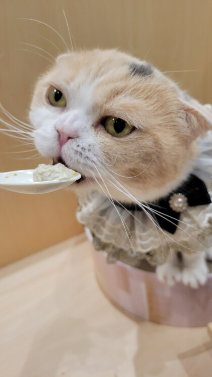 あんずちゃんのお誕生日会❣️