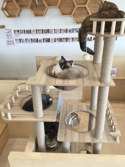 🐈新しいキャットタワー✨