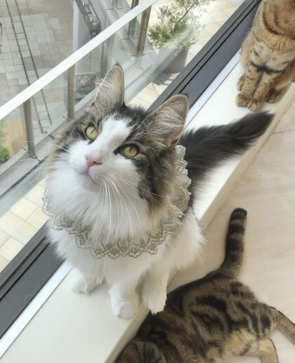 🎂キングくんのお誕生日👑