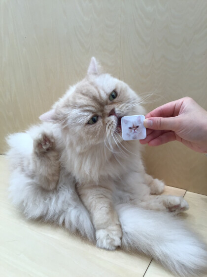🐱缶バッチSPが新しくなりました✨