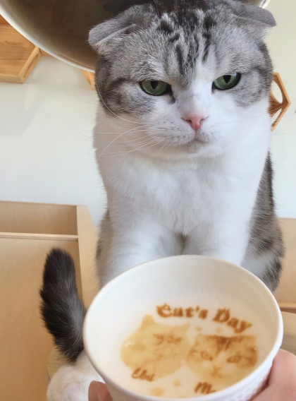 ネコの日限定ラテアート☕️