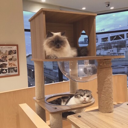 ここが居心地のいい場所…にゃ🐱