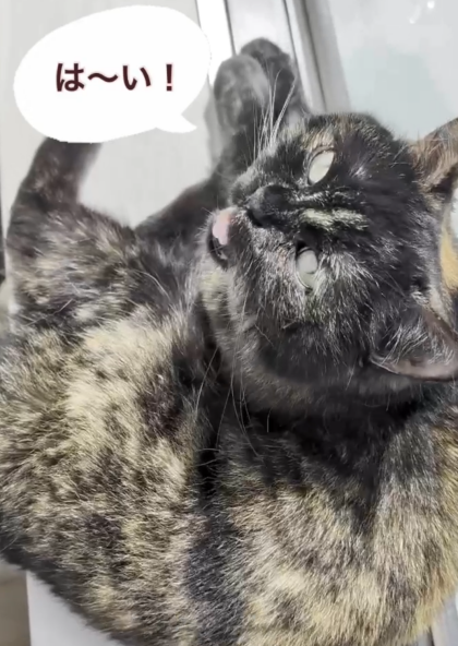 お返事できます😼✨