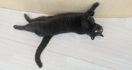のびっとまったりにゃ🐈‍⬛