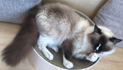 毛づくろい中🐈
