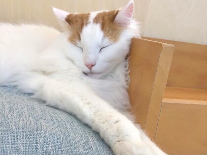大型ニャンズ🐈🐾