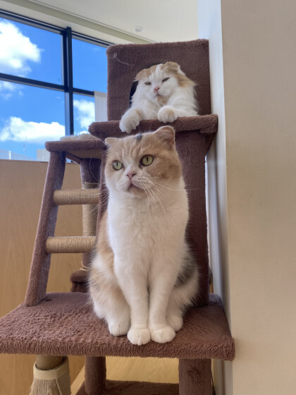 晴天とネコ達