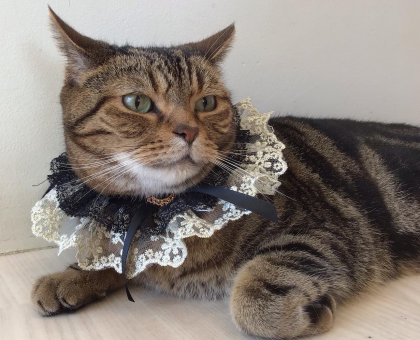 6/11のお誕生日ネコちゃん🐱🎂