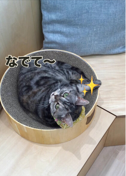 くつろぎ“にこ“ちゃん🐾