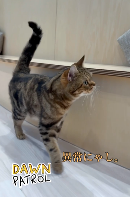 異常にゃし