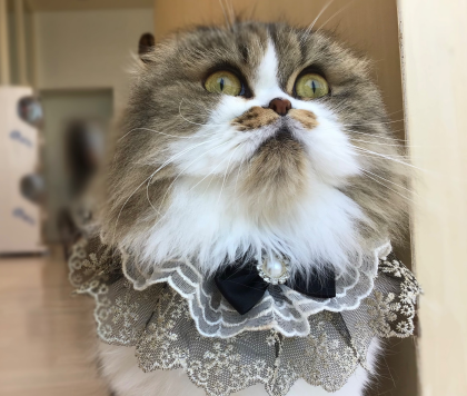 🎉本日7/5はクルミちゃんの誕生日🎂