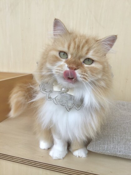 🎂6/23は三頭もお誕生日の子がいます❤️