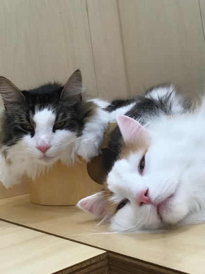 ノルウェージャンズ♡