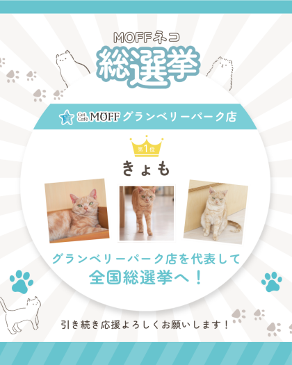 🗳️ネコ総選挙予選の結果✨🐈⬛