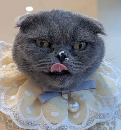 第2回目ネコちゃんのお誕生日会の様子をお届け📷