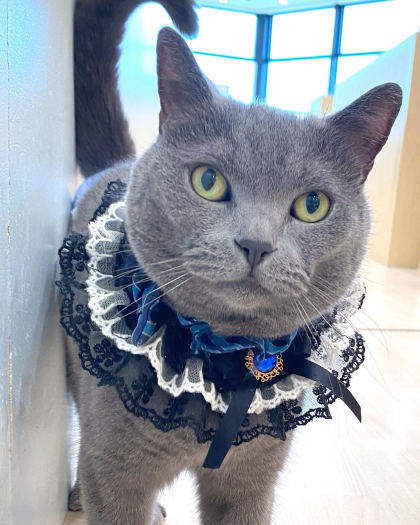 だいごろうくんHBD🎉