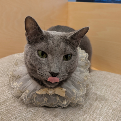お誕生日おめでとう😸🎉