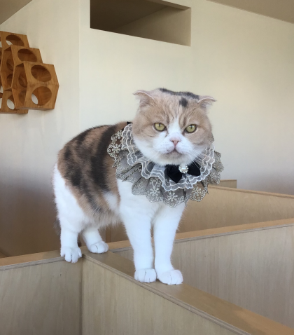 8歳になったにゃ！！